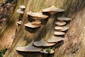 tonderzwam (fomes fomentarius) 165